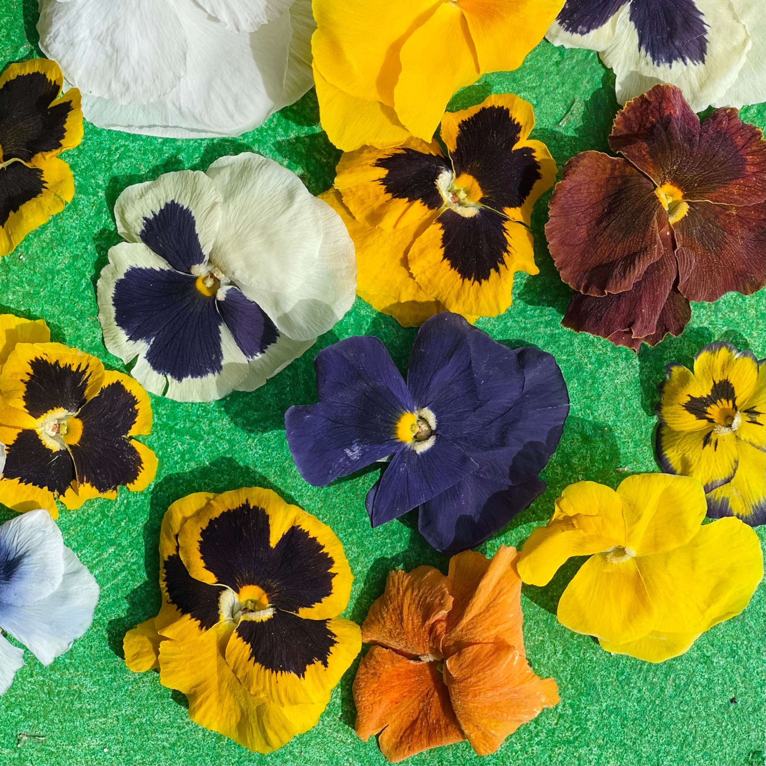 Edible Freeze Dried Pansy Flowers - 20 Heads- Certified Food Grade (388)