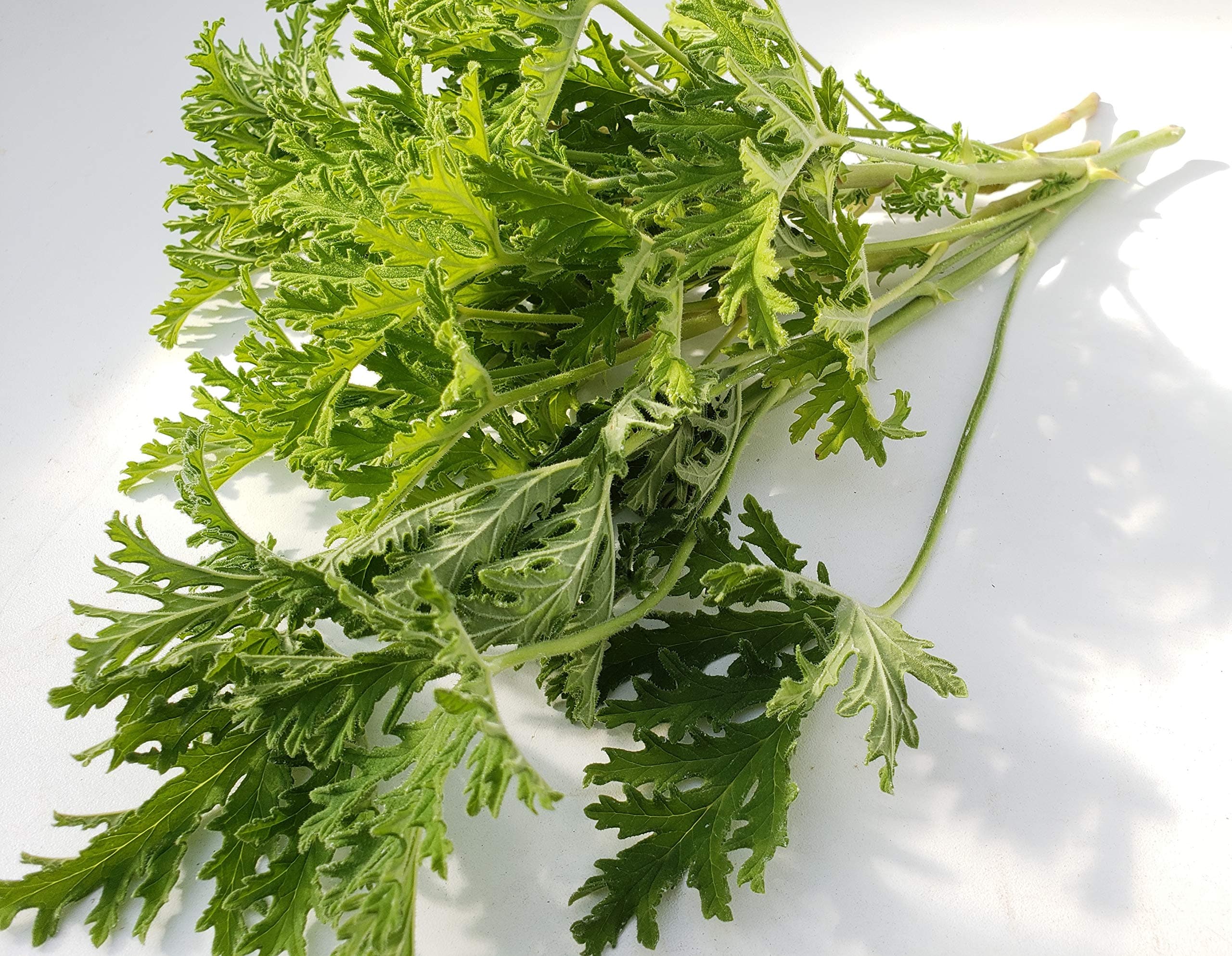 Fresh Aromatic Citronella Citrosa Mosquito Plant Cuttings