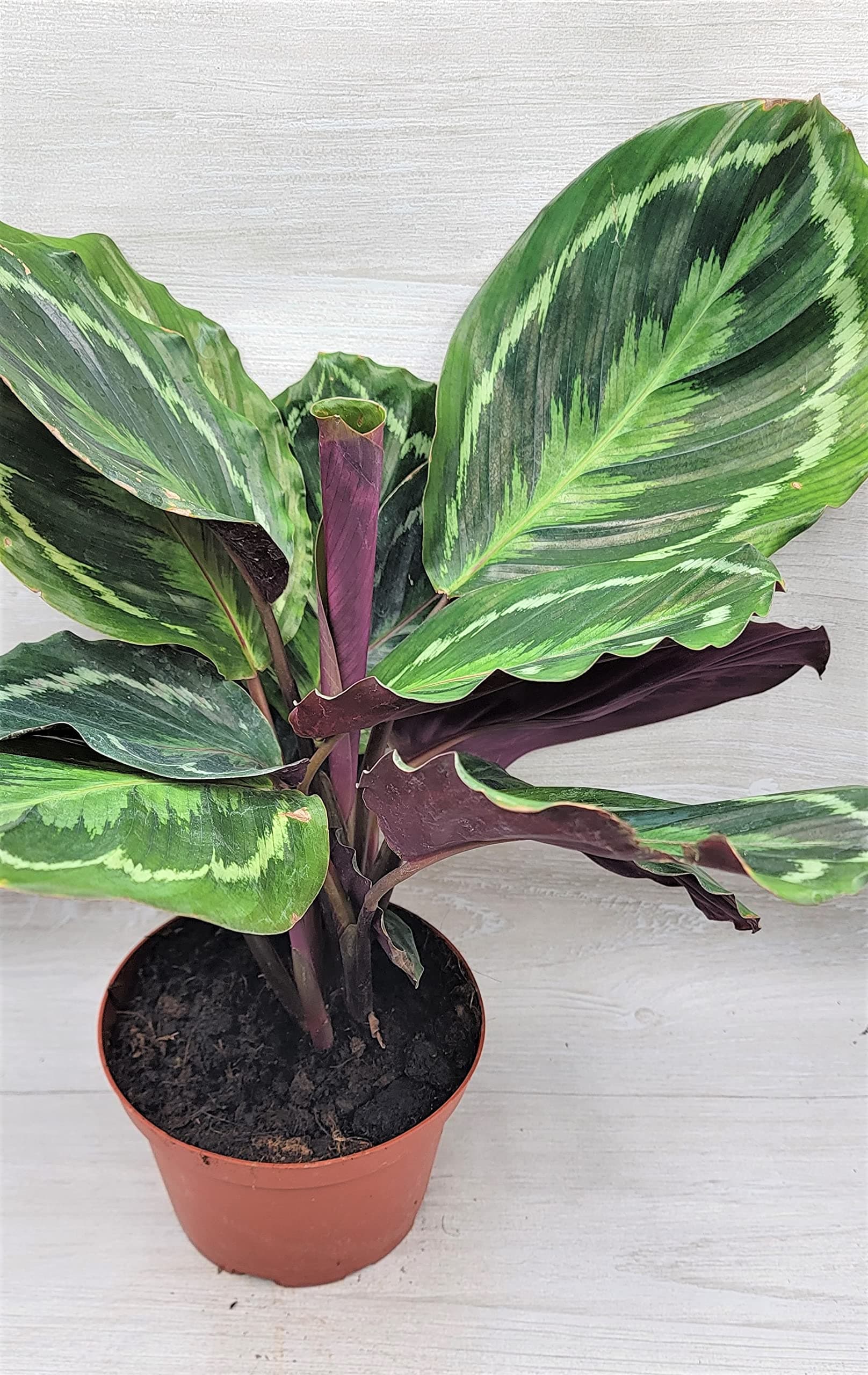 Calathea Medallion Peacock aka Jungle cat Live Rare House Plants (All Plants are Fully Rooted Plants!) in 3" Pot by 3exoticgreen