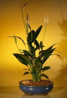 - Bonsai Boy's Flowering Peace Lily Bonsai Tree spathiphyllum