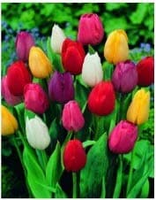 Cioler 50Pcs Mix Perfume Tulip Flower Seeds Bulbs Beautiful Decor Flower Plants Seeds Home Garden Decoration Seeds