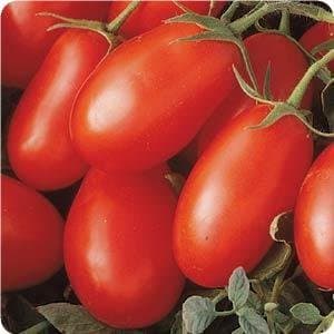 Clovers Garden La Roma Red Tomato Plant – Two (2) Live Plants – Not Seeds –Each 5"-7" Tall in 3.5" Pots