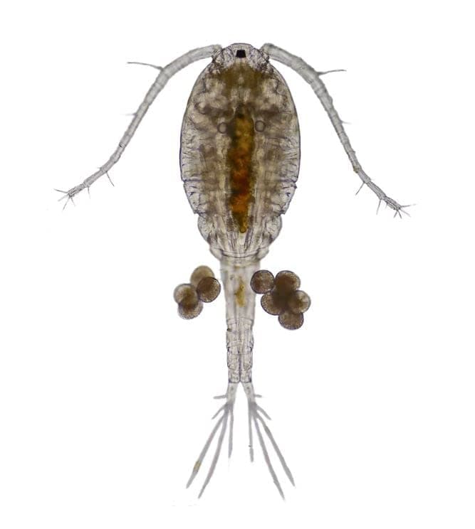 Swell Live Copepods Aquarium Fish Food 10 Pack. Outstanding Tropical Fish Food.