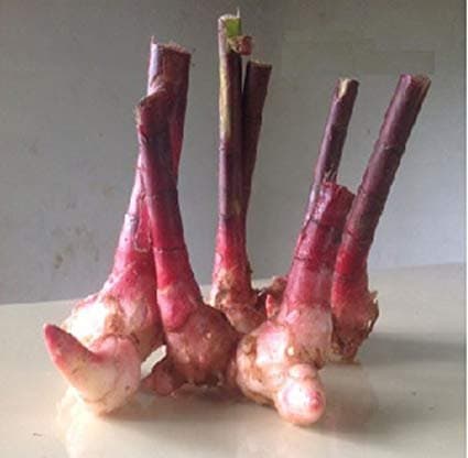 Insulin Plant Rhizome Pack of 6, 100% Natural Diabetes Care, Costus Igneus,