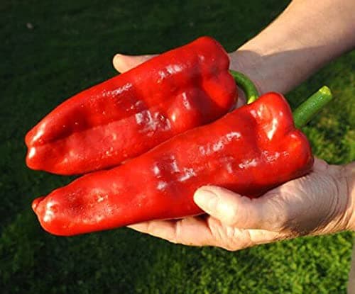 Giant Sweet Bell Pepper Red Horn Non GMO Vegetable for Planting