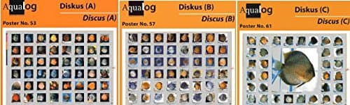 AQUALOG, 3 Discus Fold Posters, for Discus fans!