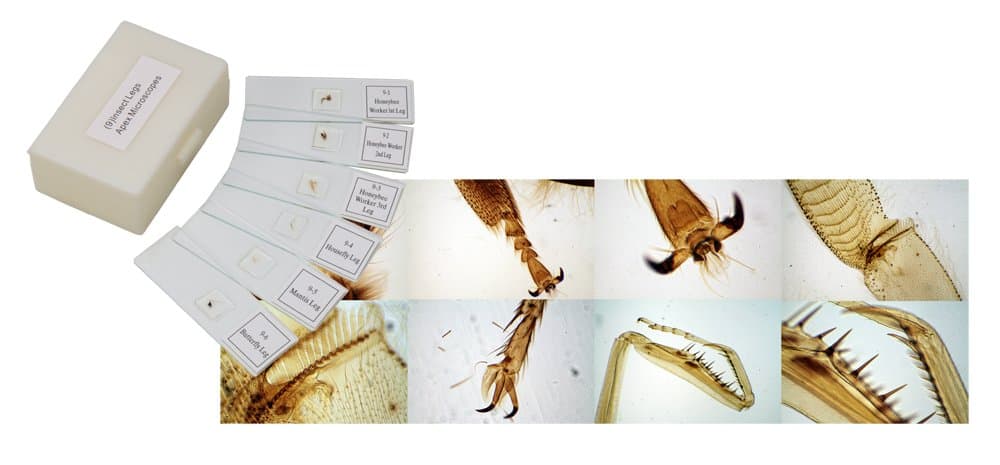 The Apex Insect Leg Slides