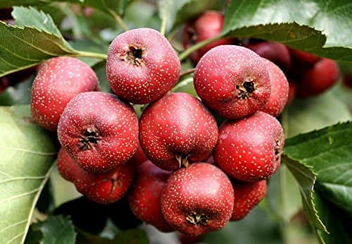Chinese hawthorn Crataegus pinnatifida tree Edible fruit-40+ seeds