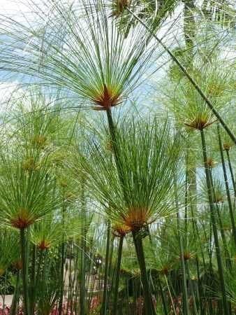 Tropica Aquatic Plants Egyptian Papyrus Cyperus Papyrus 15 Seeds