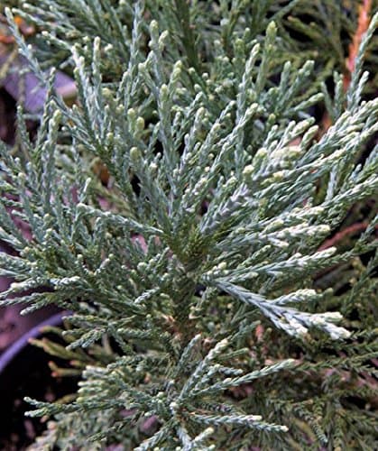 Powder Blue Giant Sequoia - 3 - Year Live Plant