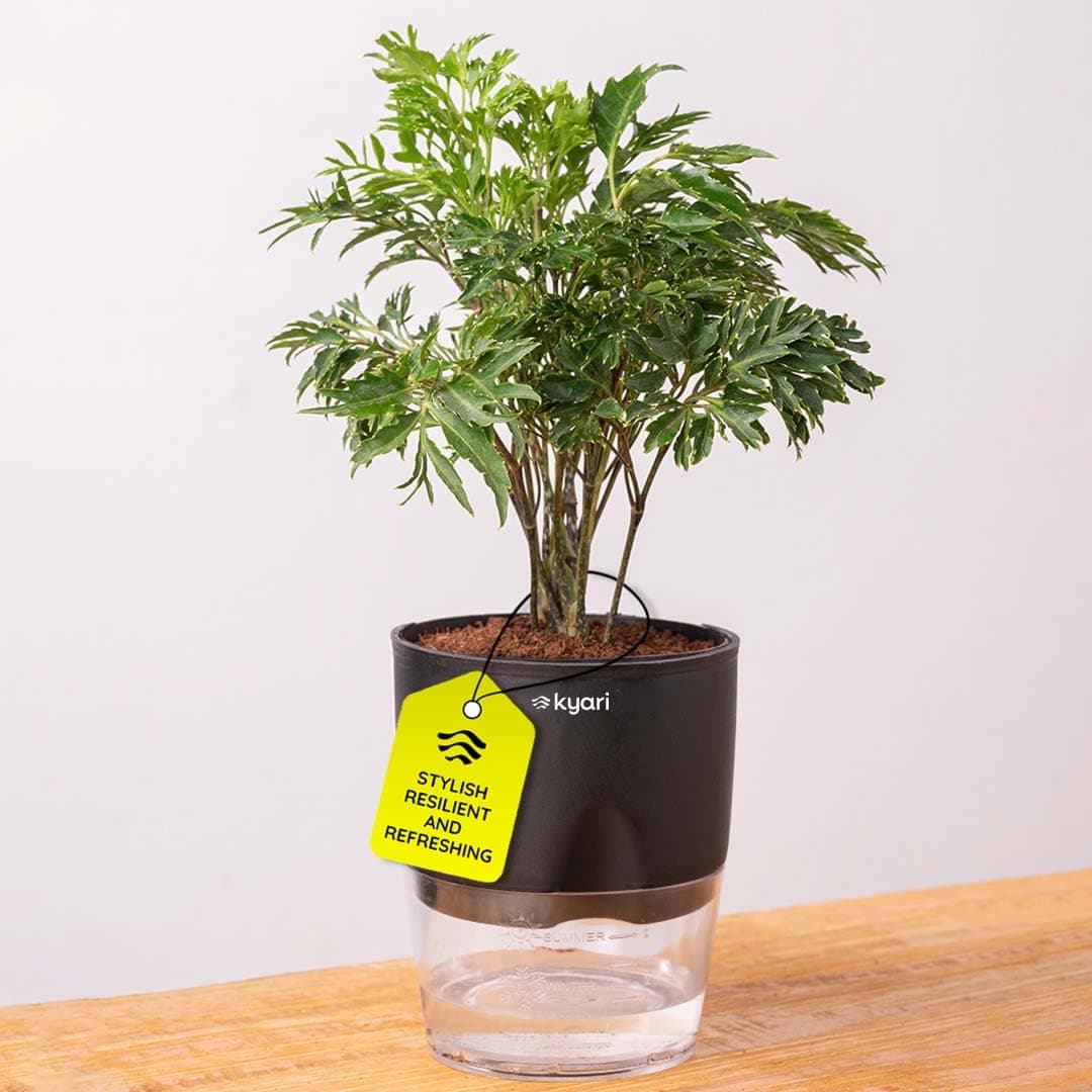 Kyari Aralia Green Live Plant with Black Self Watering Pot - Small 4 Inch