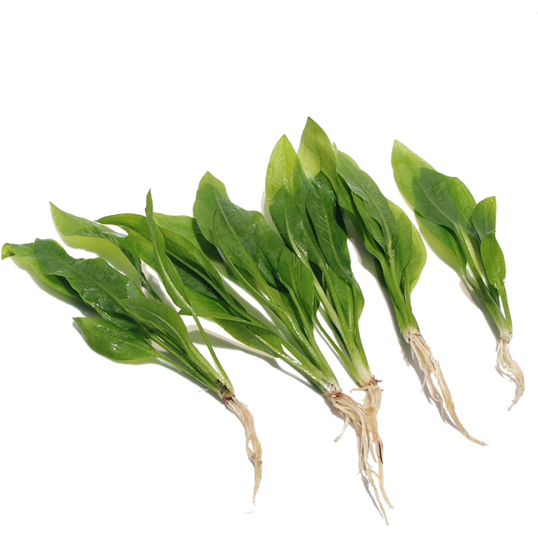 5 x Echinodorus Bleheri Live Aquarium Plants Amazon Sword Plant for Tropical Natural Fish Tank