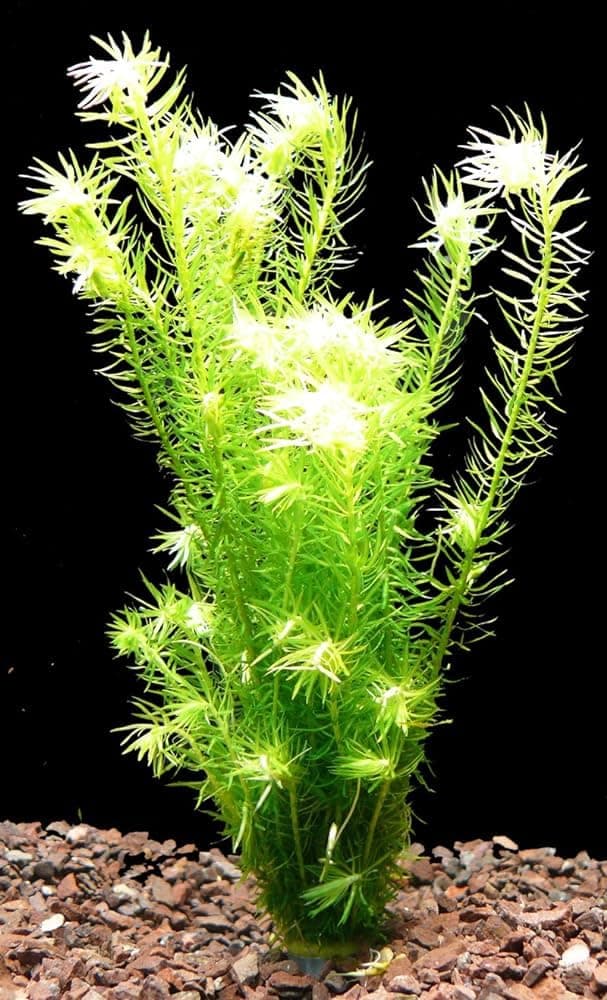 Aquarium live plants for fish tank,live plants for fish tank aquarium (Pack of 12)