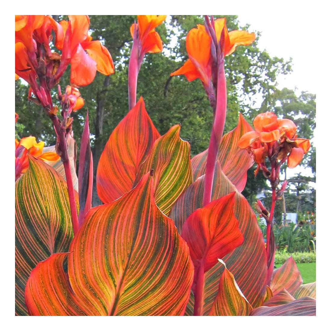 Canna Tropicanna, Canna Lily Plant in 9 cm Pot