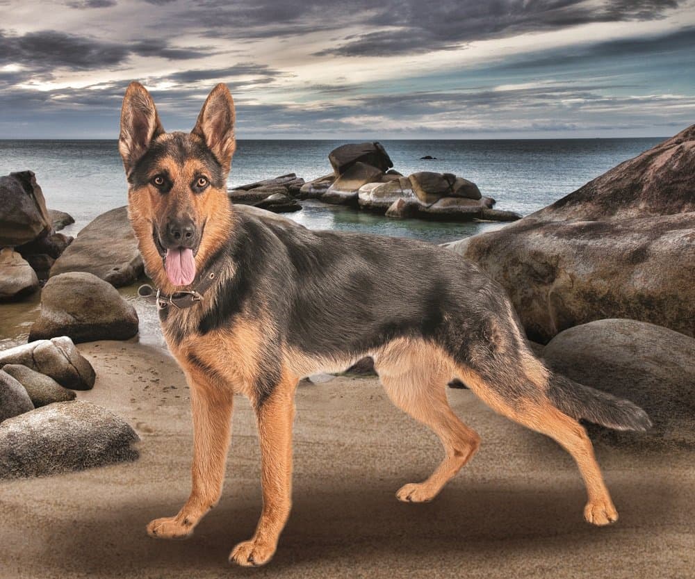 German Shepherd Dog Fleece Throw Blanket 50" x 60"