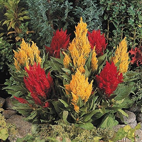 Kings Seeds - Celosia Fresh Look Mix - 50 Seeds