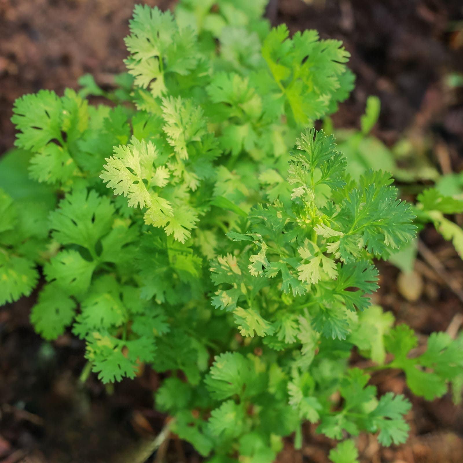 Clovers Garden Santo Cilantro Herb Plants – Two (2) Live Plants – Non-GMO - Not Seeds - Each 4" to 8" Tall – in 4" Inch Pots – Slow to Bolt, Mexican Cuisine Must-Have