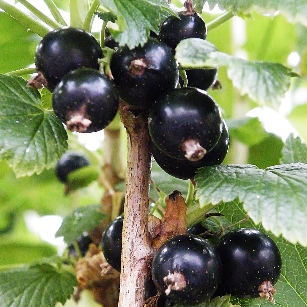 Blackcurrant Ben Connan 3L