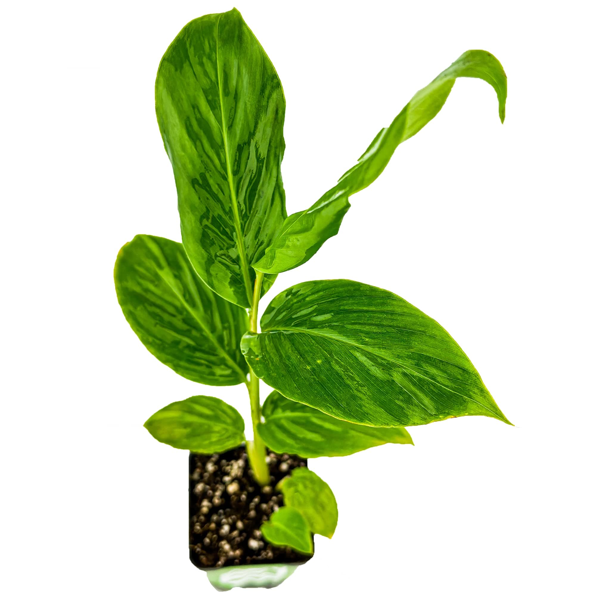 Dwarf Red Ginger Live Plant - Alpinia purpurata - Premium Indoor/Outdoor Tropical Flora - by Wellspring Gardens - Perfect for Garden Enthusiasts, Ginger Plant and Live Plant Collections