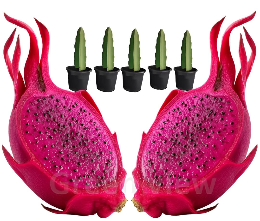 red Flesh Dragon Live Plant (Pack of 5) Healthy Dragon Fruit Hybrid Live Plant well rooted Saplings in Nursery Grow Bag