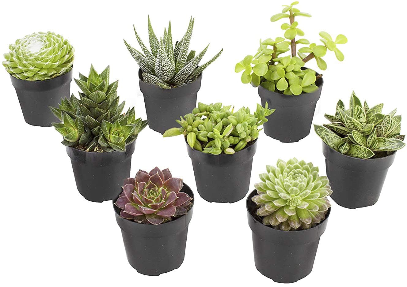 Altman Plants, Live Succulents Plants Live Window Plants (8PK), Live Indoor Plants Live Houseplants, Live Plants Indoor Cactus Plants Live, Succulent Plants House Plants Indoors Live in Succulent Soil