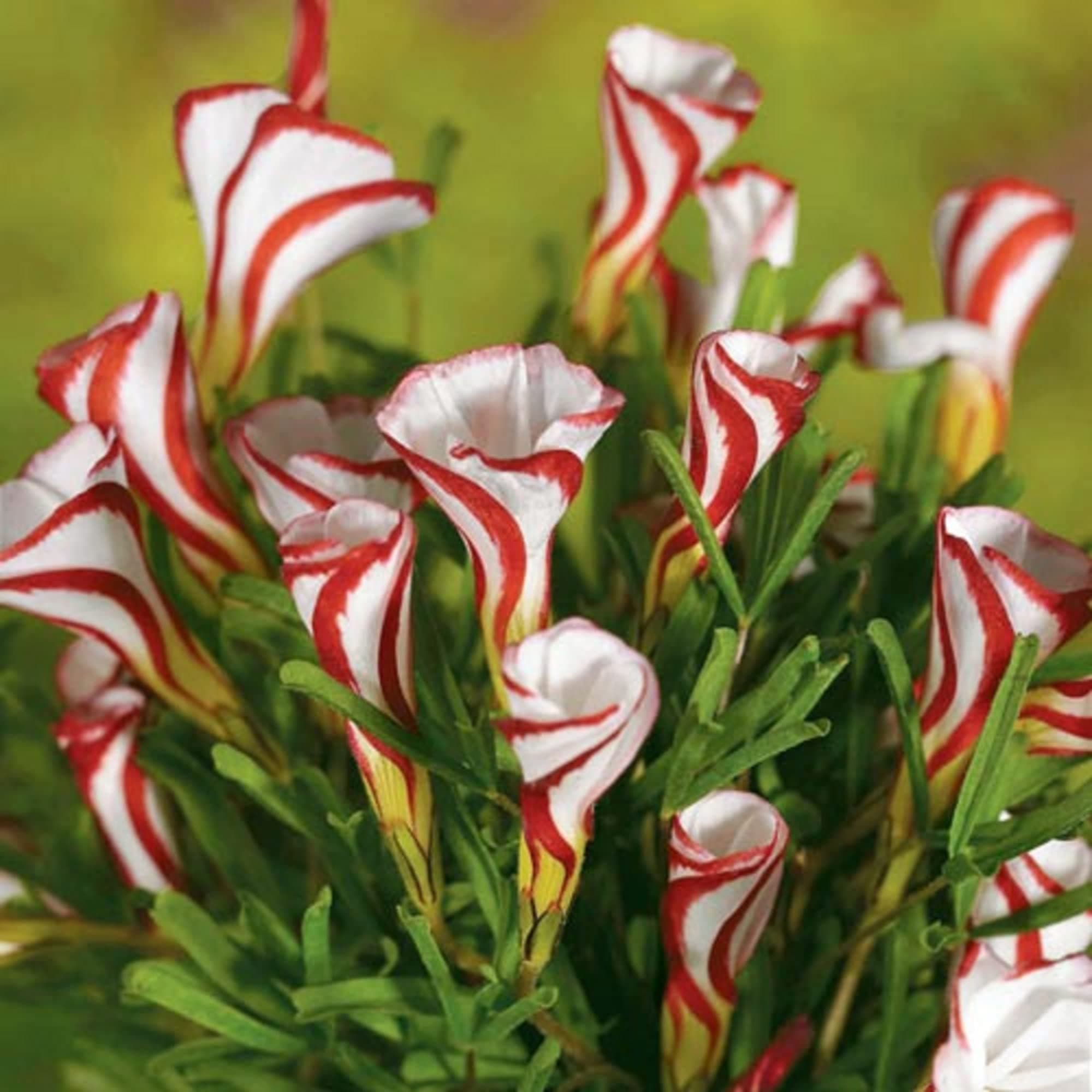 CHUXAY GARDENOxalis Versicolor Seed 100 Seeds Candy Cane Sorrel Wonderful Choice for Garden Eye-catching Decoration