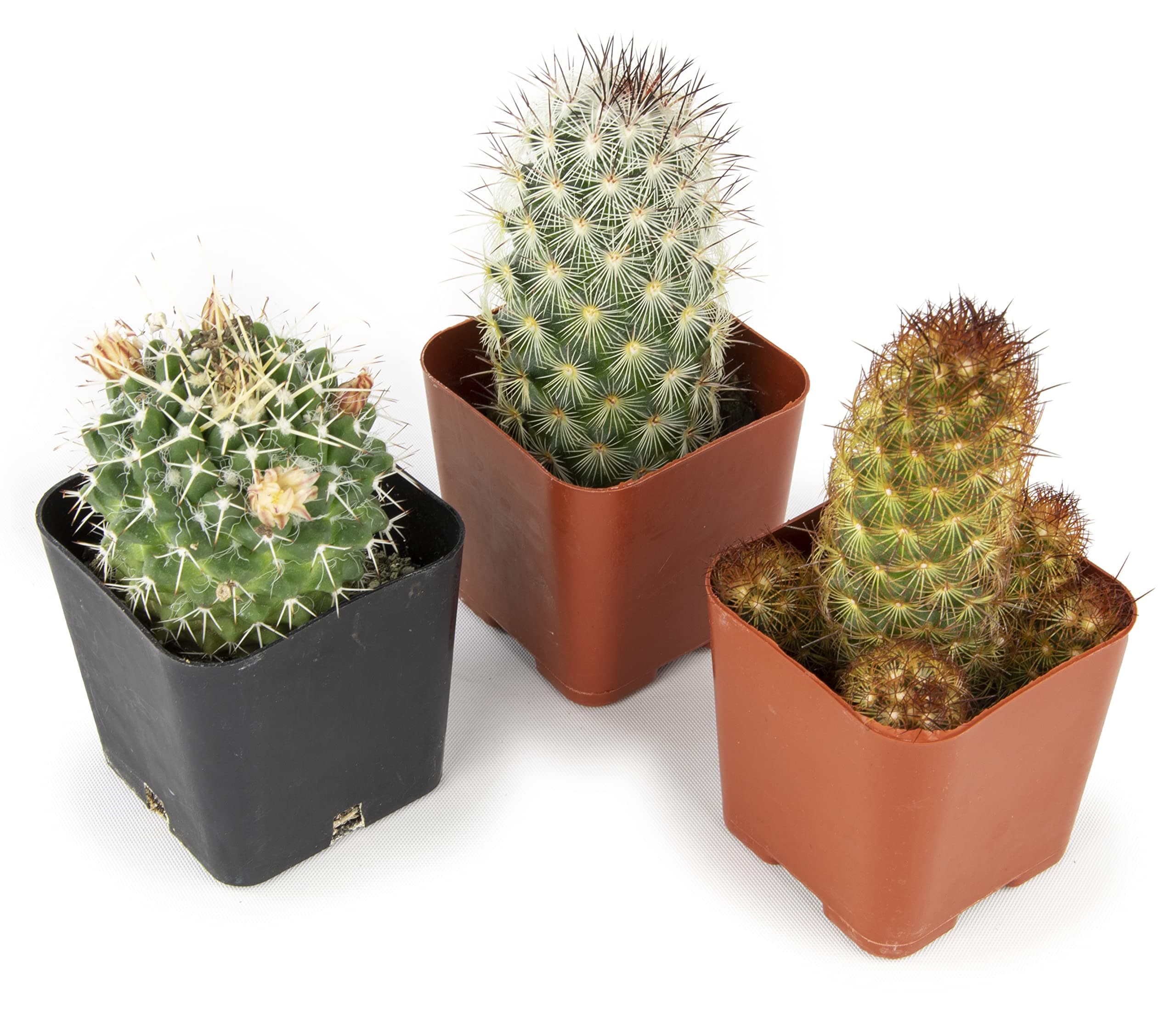 Cactus Plants Live Plants (3PK), Cactus Plant Indoor Live Plants, Cacti Plants Live Cactus Decor, Succulents Plants Live Houseplants, Mini Cactus Gifts in Cactus Soil Potting Mix by Plants for Pets