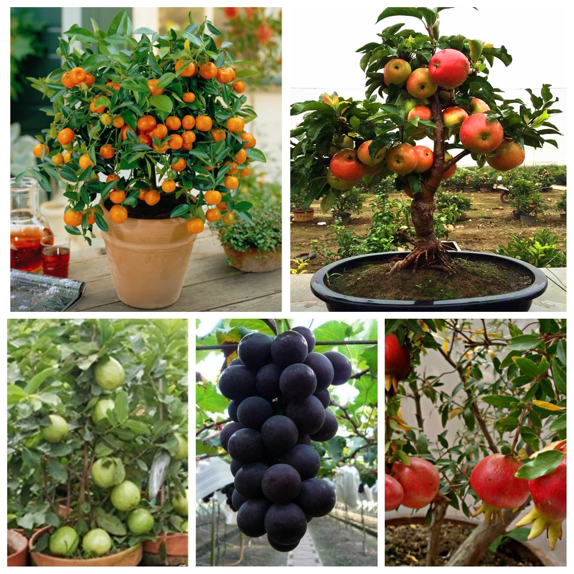 Green Gardens Dwarf Fruit Seeds Combo Orange,Apple, Grape, Pomegranate, Guava 5 seeds Each